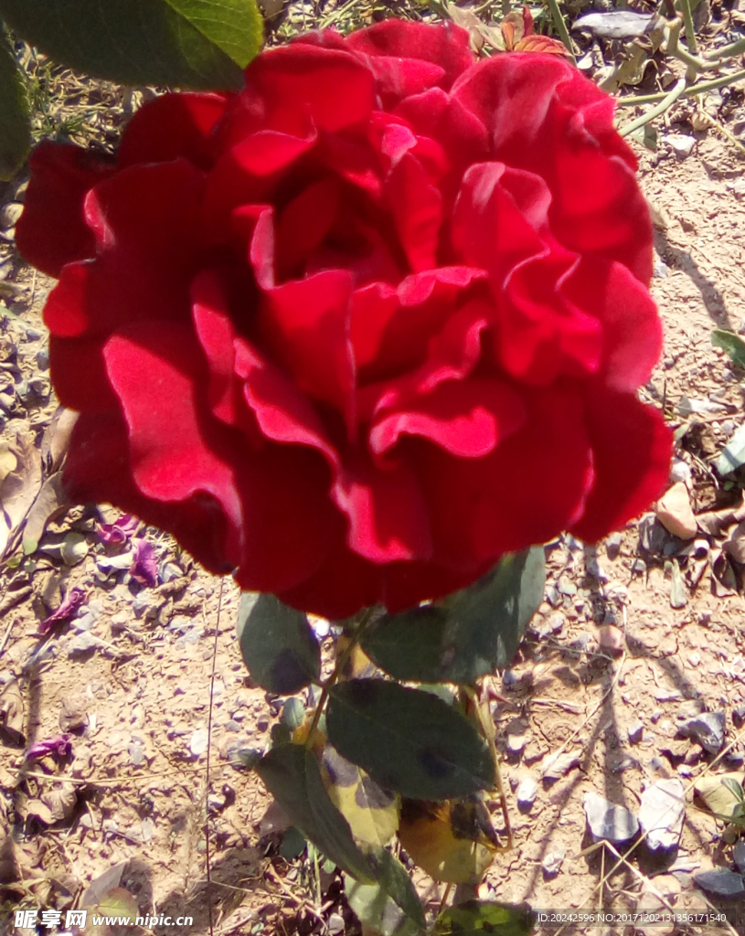 玫瑰花