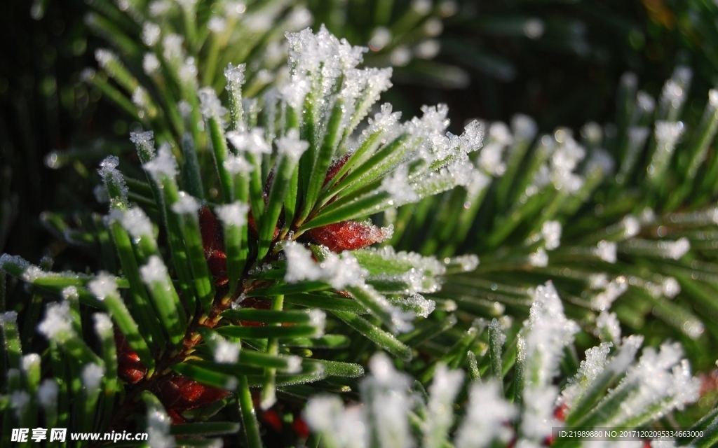 树枝上的雪花