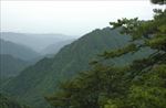 松涛林海