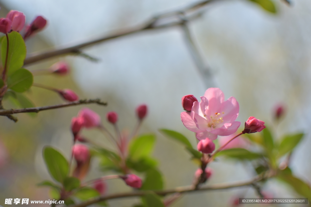 海棠花