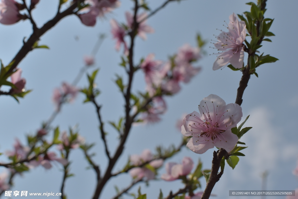 桃花