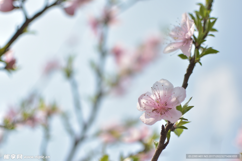 桃花