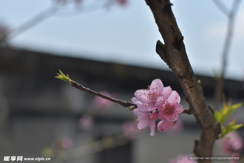 桃花