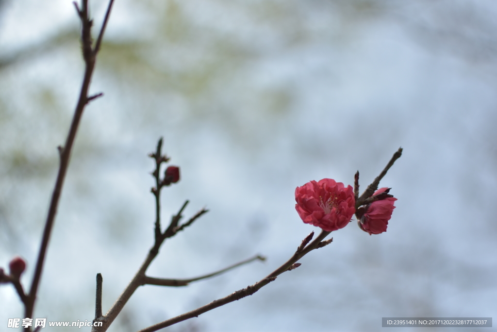 桃花