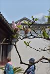 玉兰花