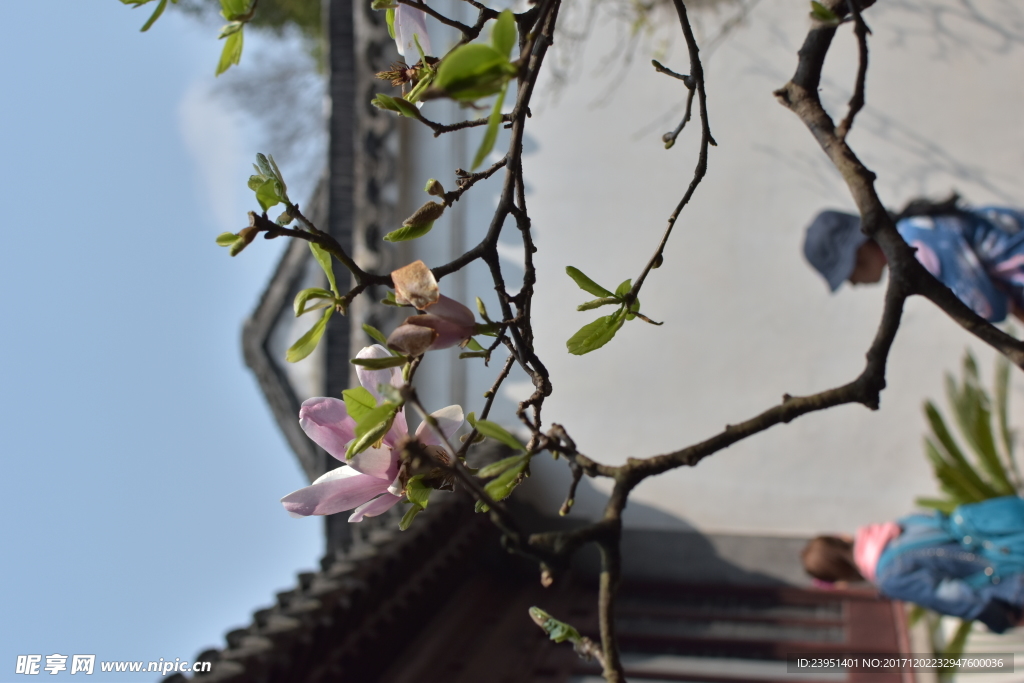 玉兰花