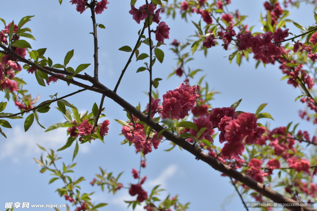 桃花