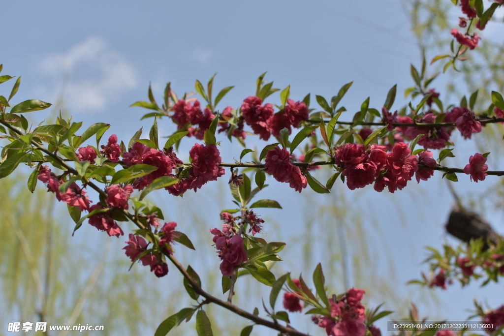 桃花