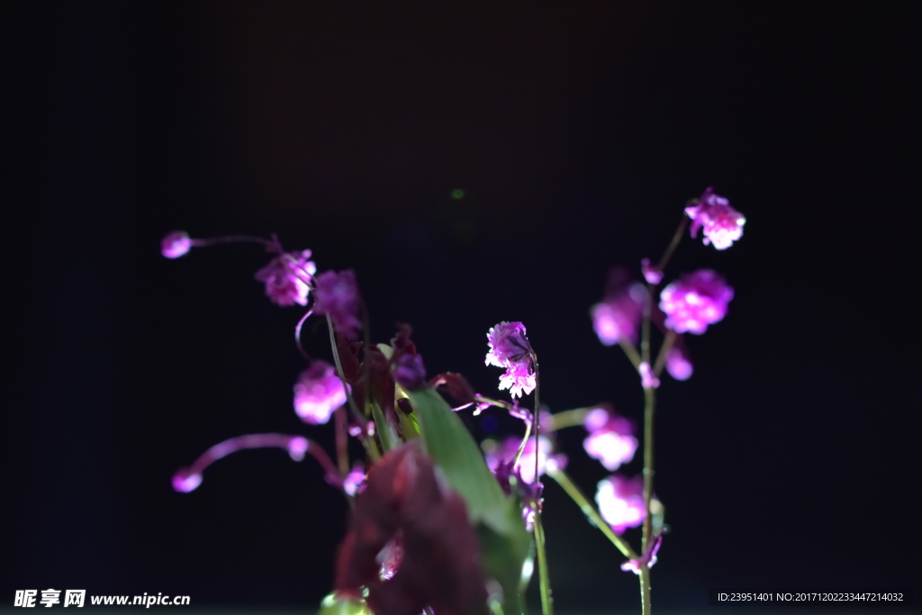 长生花