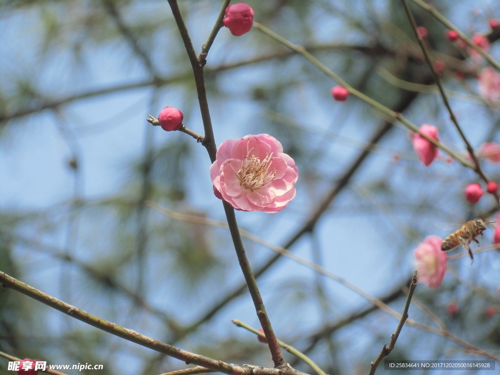 梅花