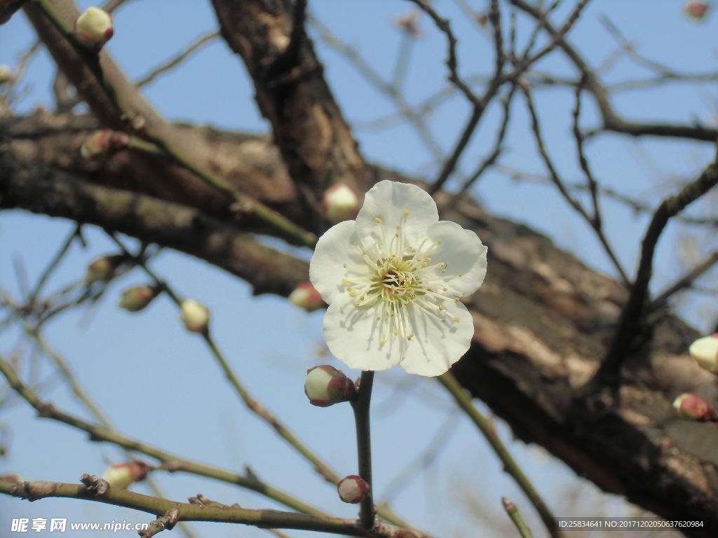 梅花 高清图片 素材