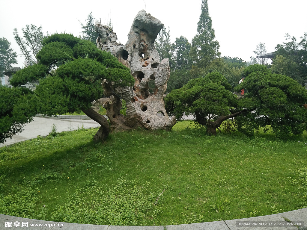 石头与松