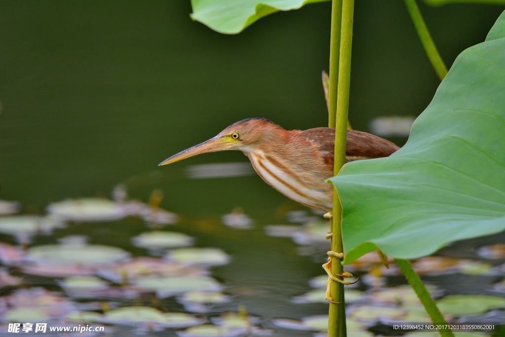 黄苇鳽