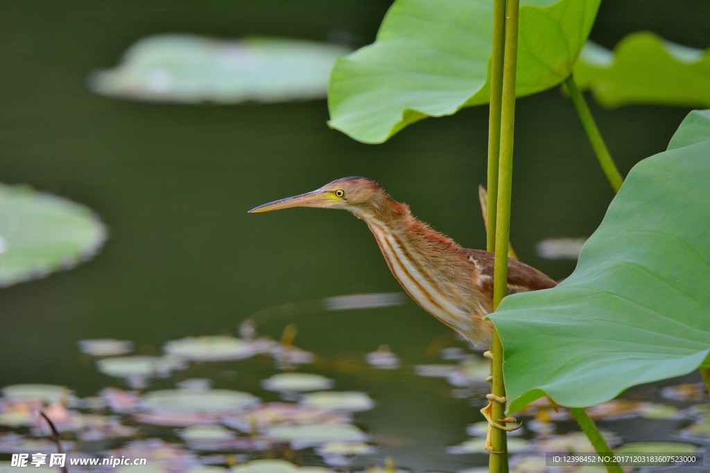 黄苇鳽