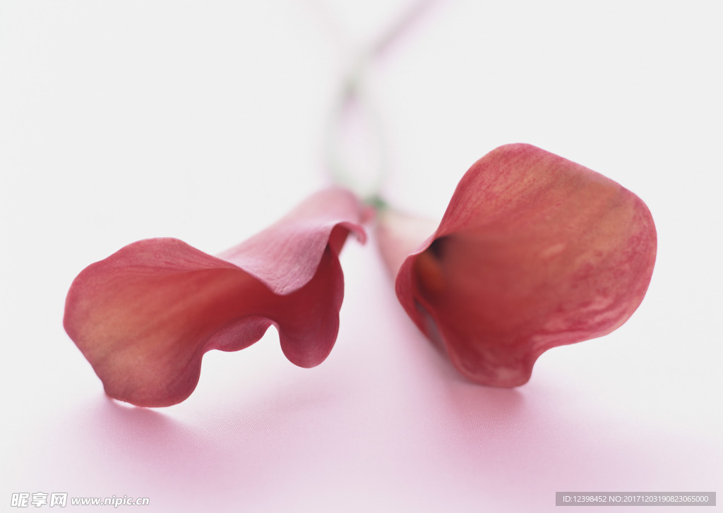 鲜花装饰