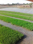 农村稻谷秧苗风景