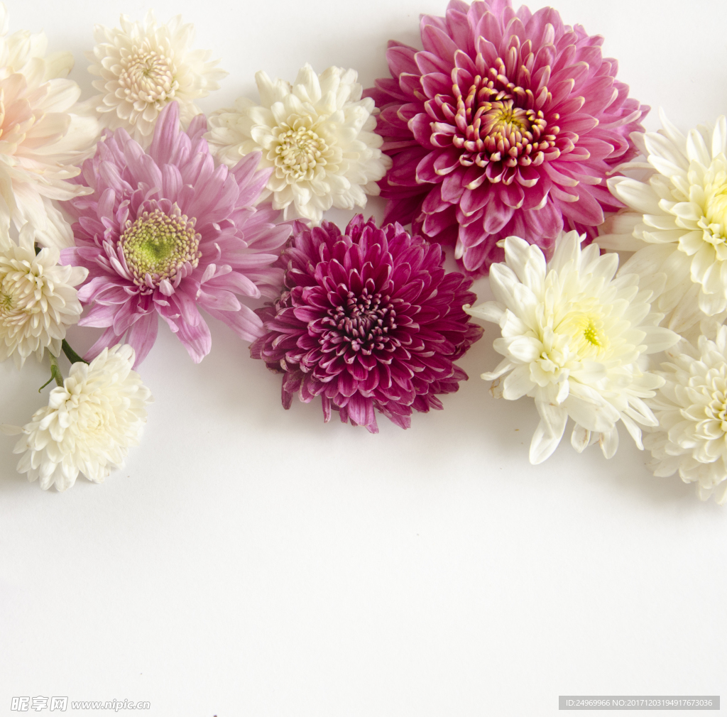 小菊花