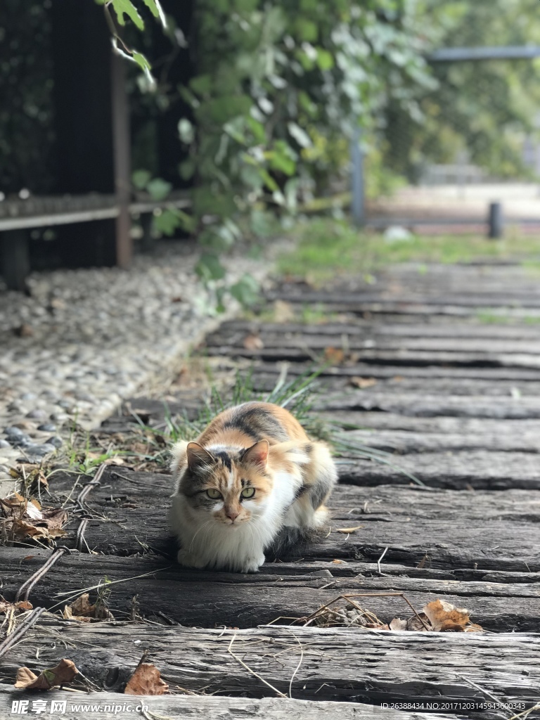 猫