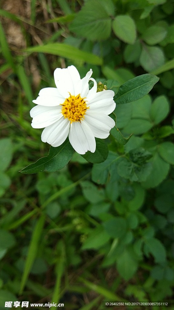 野菊花