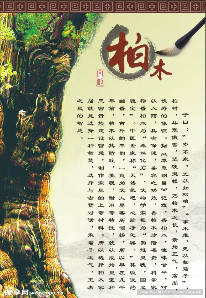 柏木介绍