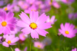 格桑花