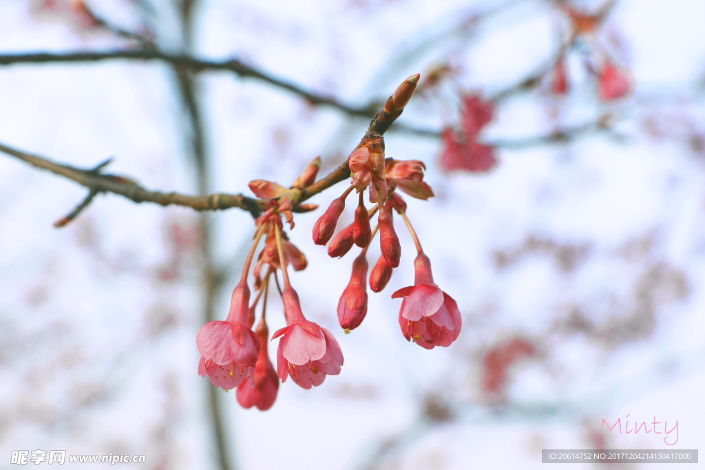 红色樱花