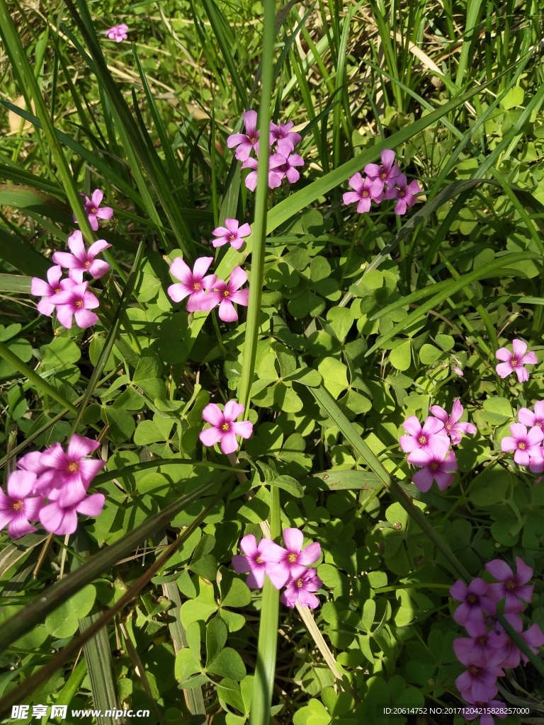 鲜艳的红花