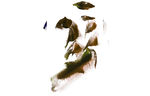 抽象毛笔刷