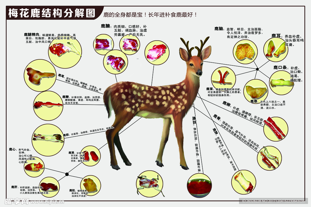 梅花鹿结构分解图