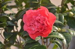 山茶花