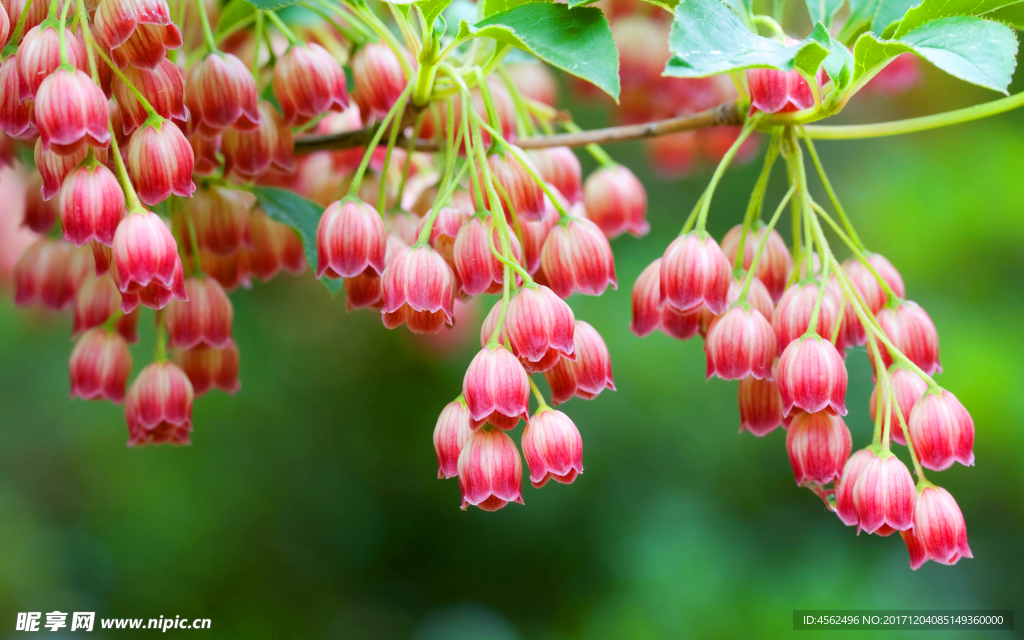 吊铃花
