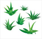 芦荟