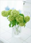 绿色的花