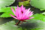 粉色莲花