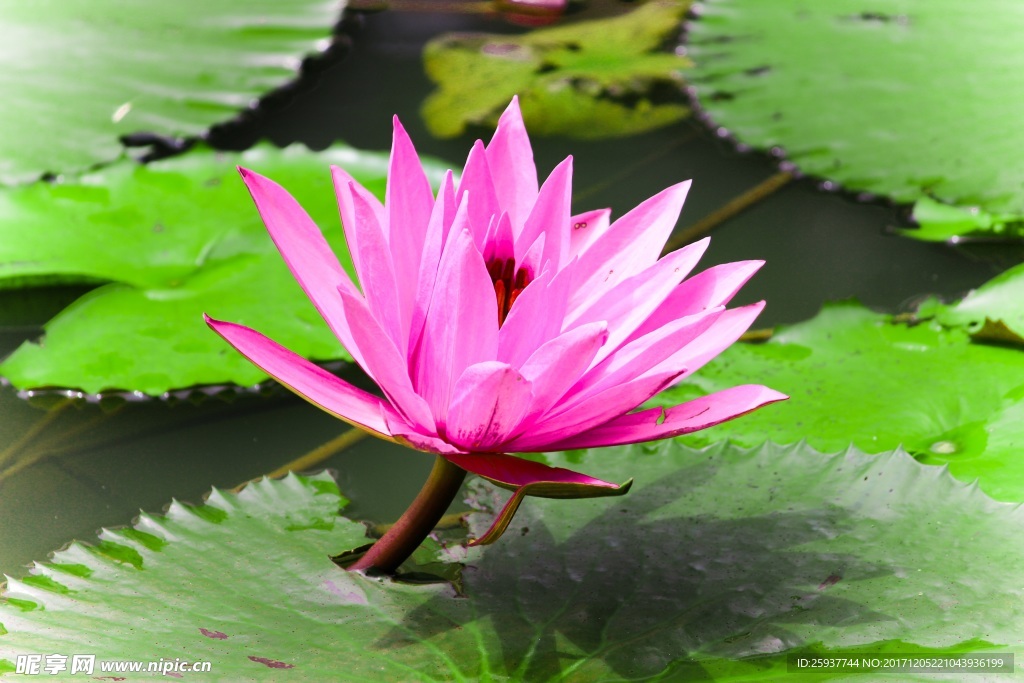 粉色莲花