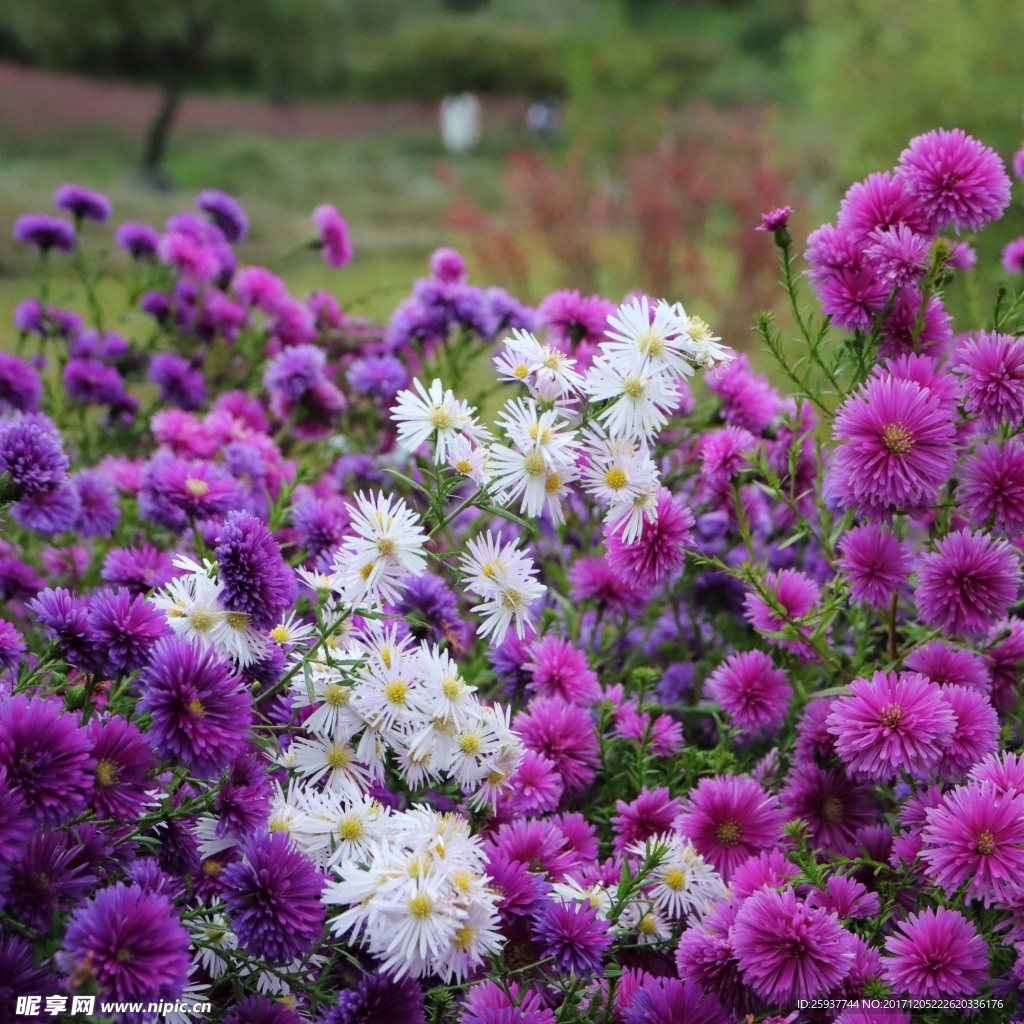 菊花