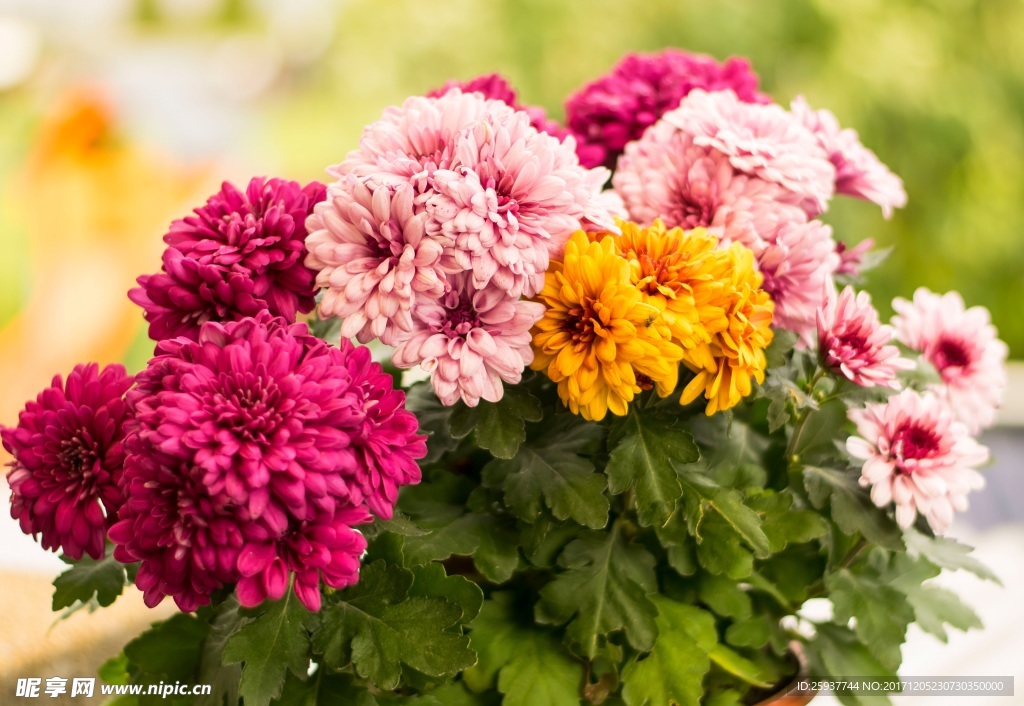 鲜花