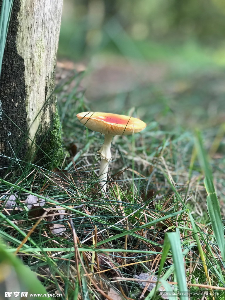 小蘑菇