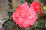 山茶花