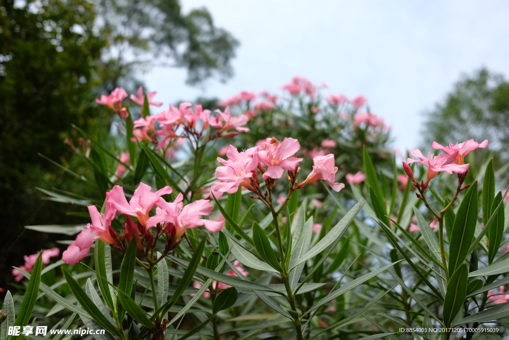 那些花儿