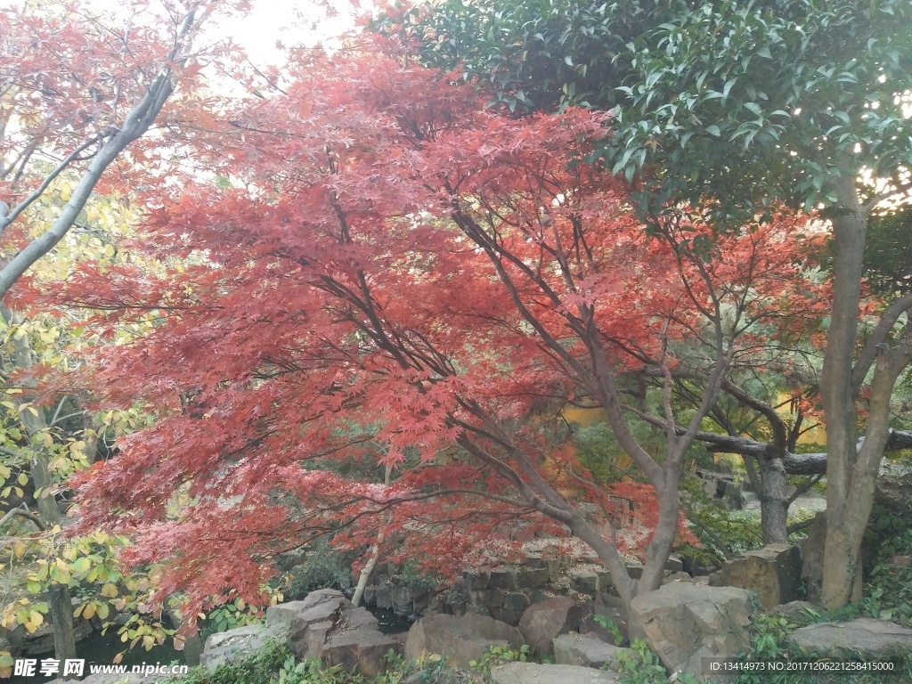 深秋的枫叶