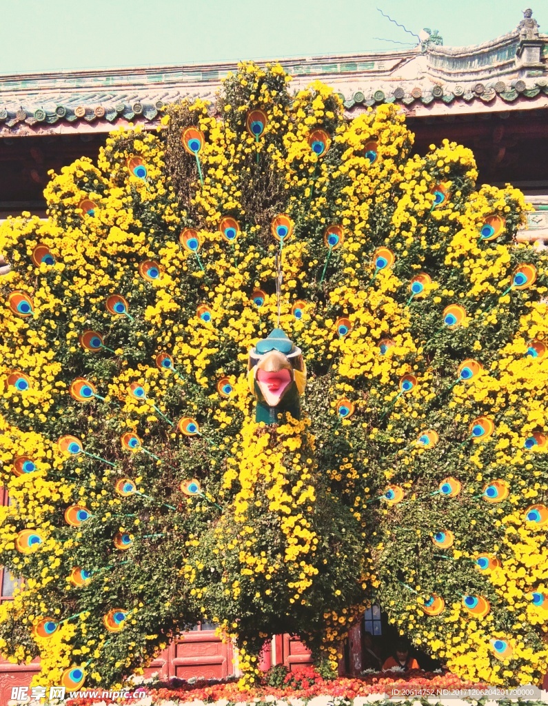 巨大的黄色花簇