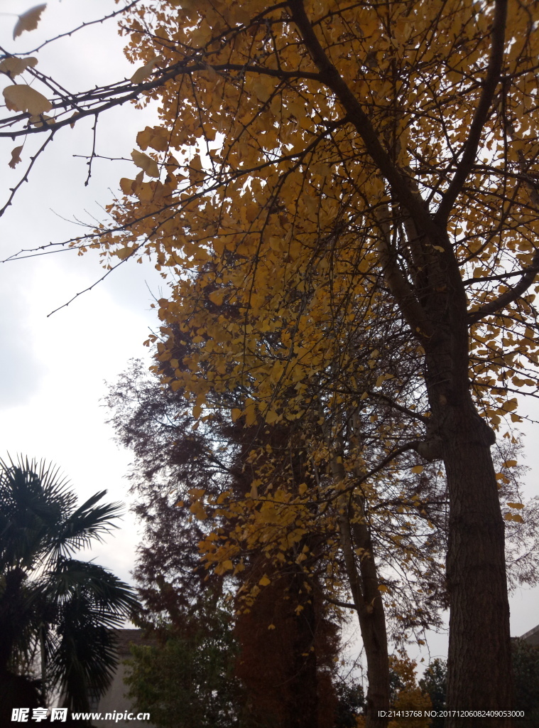 银杏树