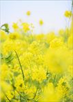 油菜花
