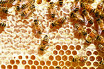 酿造花蜜的蜜蜂