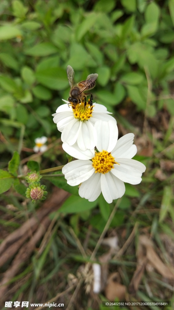 蜜蜂与野菊花