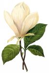 花卉