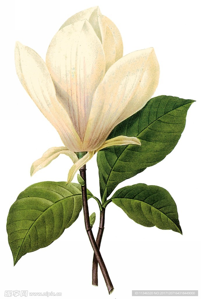 花卉