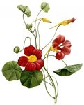 花卉
