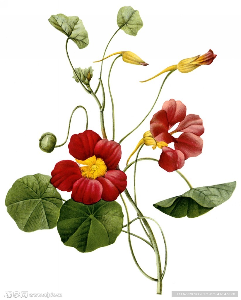 花卉